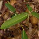 Image of Euphorbia benthamii Hiern