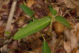 Image of Euphorbia benthamii Hiern