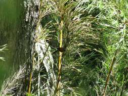 Image of Patagonian Sierra Finch