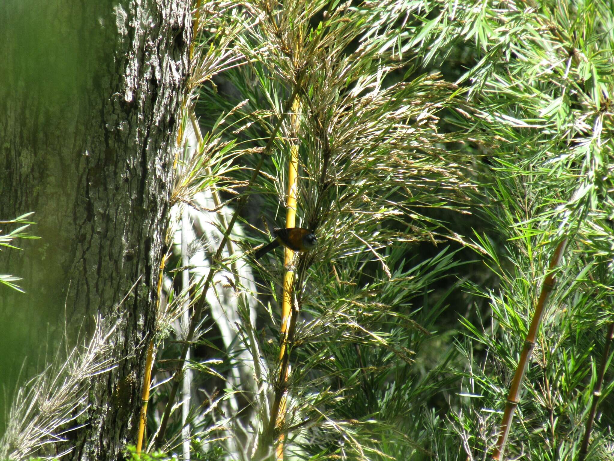 Image of Patagonian Sierra Finch