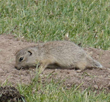 Слика од Spermophilus relictus (Kashkarov 1923)