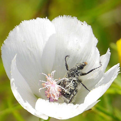 Image of Texas Flower Scarab