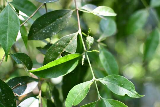 Imagem de Bunchosia biocellata Schltdl.