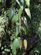 Image of Clematis henryi Oliv.