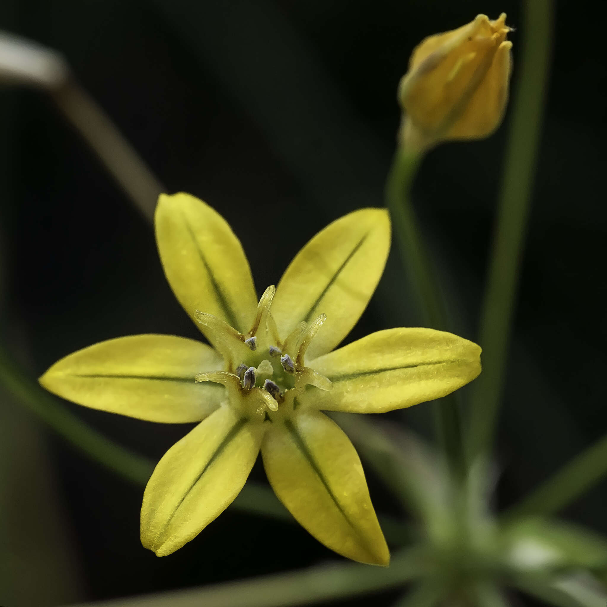 Image of golden brodiaea