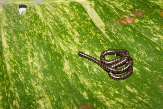 Image of Black Blind Snake