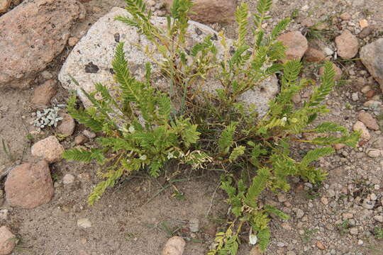 Image of Astragalus garbancillo Cav.