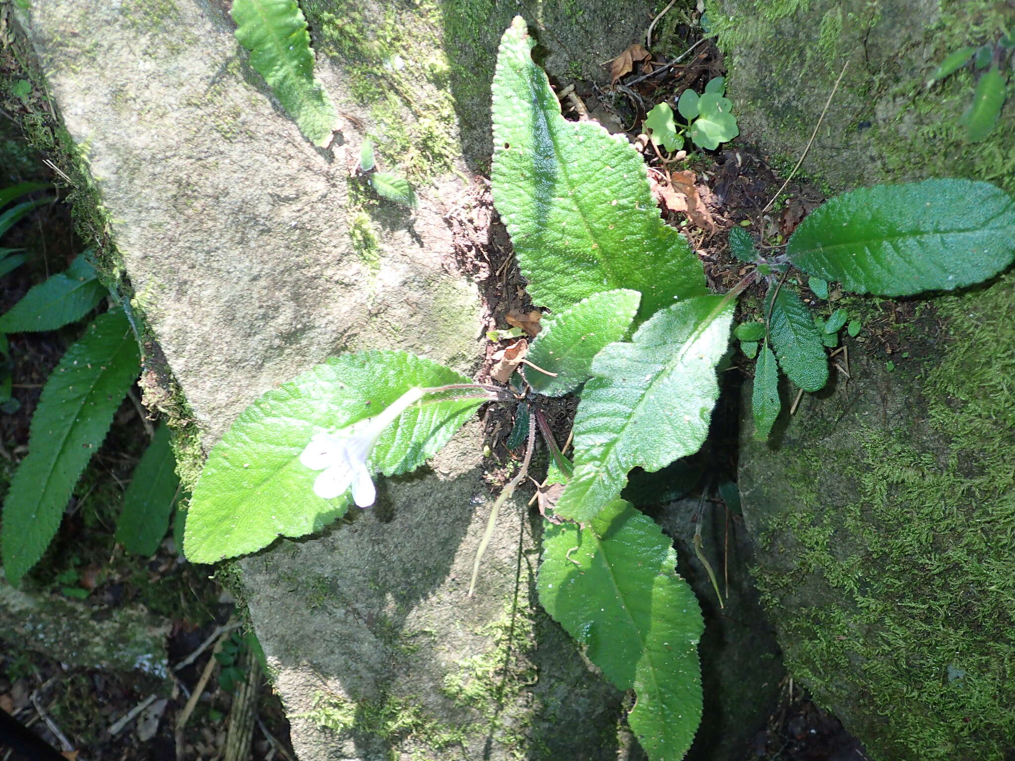 Sivun Streptocarpus gardenii Hook. kuva