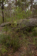 Imagem de Acacia linifolia (Vent.) Willd.