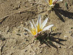 Image of Colchicum kesselringii Regel