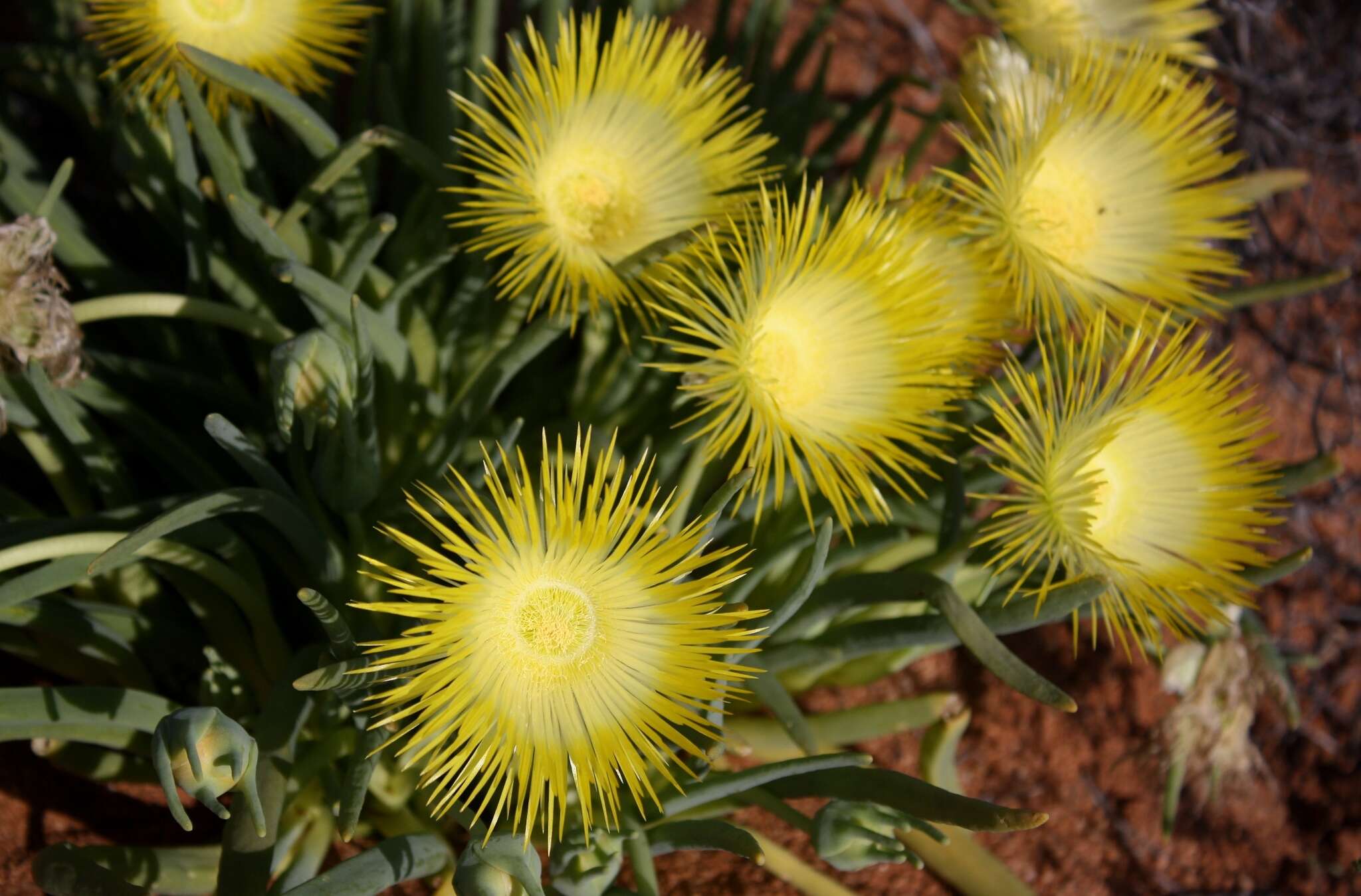 Image of Conicosia elongata (Haw.) Schwant.