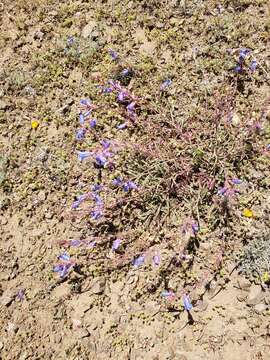 Image of Purdy's penstemon