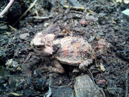 Image of Short-tailed horned lizard