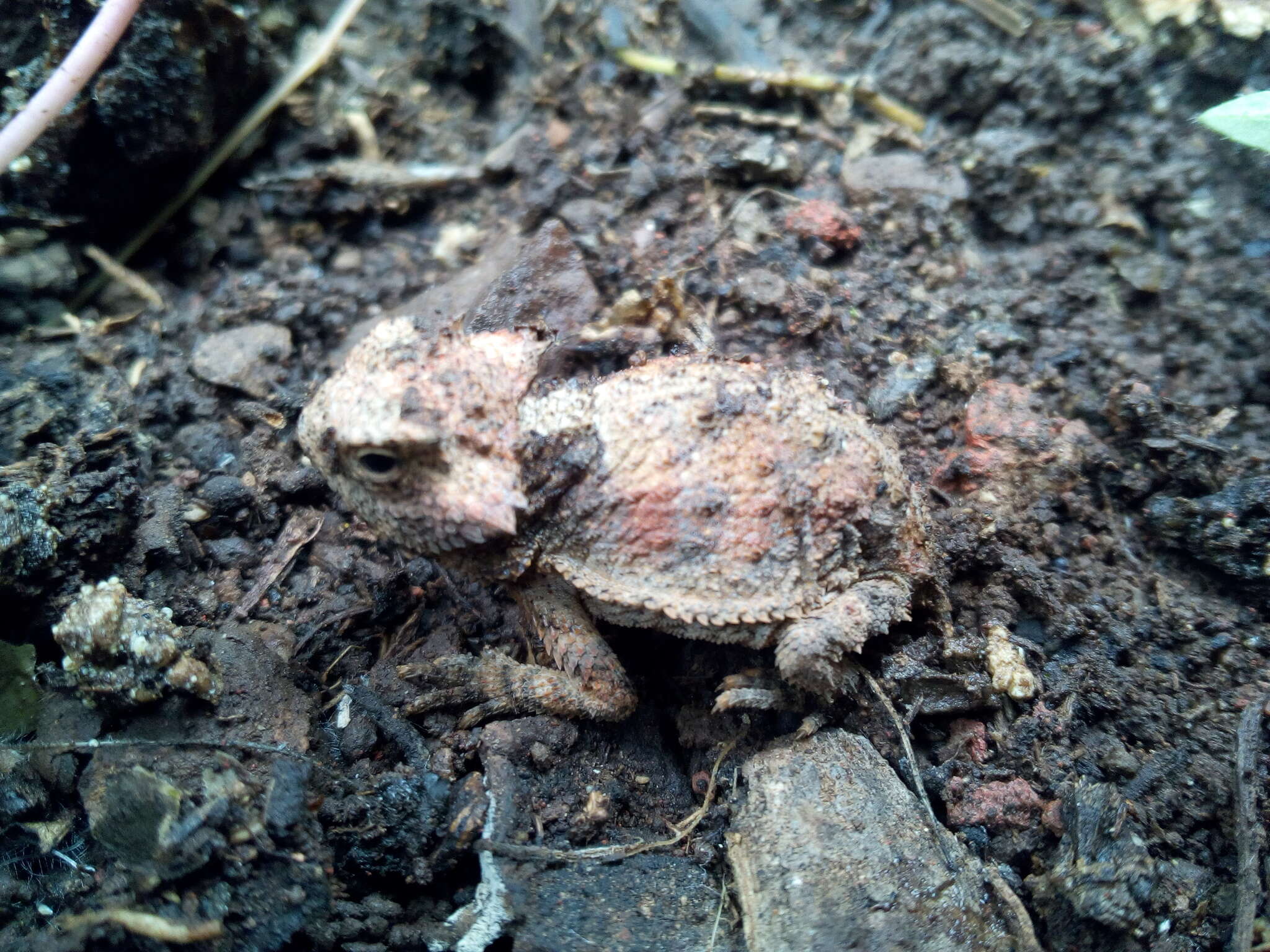 Image of Short-tailed horned lizard