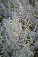 Слика од Artemisia austriaca Jacq.