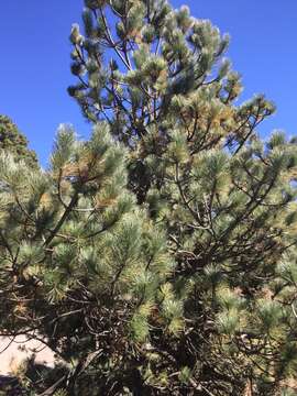 Image of Hartweg's Pine