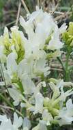 Image of narrowleaf milkvetch