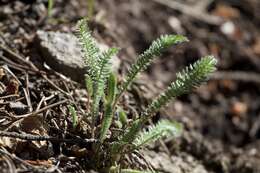 Image of western yarrow