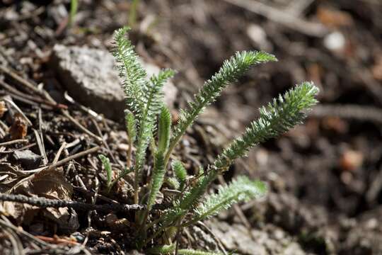 Image of western yarrow