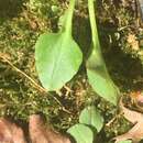 Image of Palmer's Pseudosaxifrage