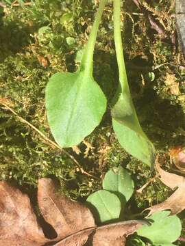 Image of Palmer's Pseudosaxifrage