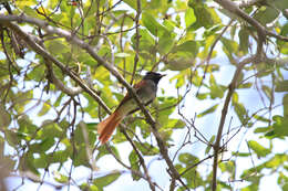 Image of Amur Paradise Flycatcher