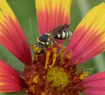 Image of Texas Nomad Bee