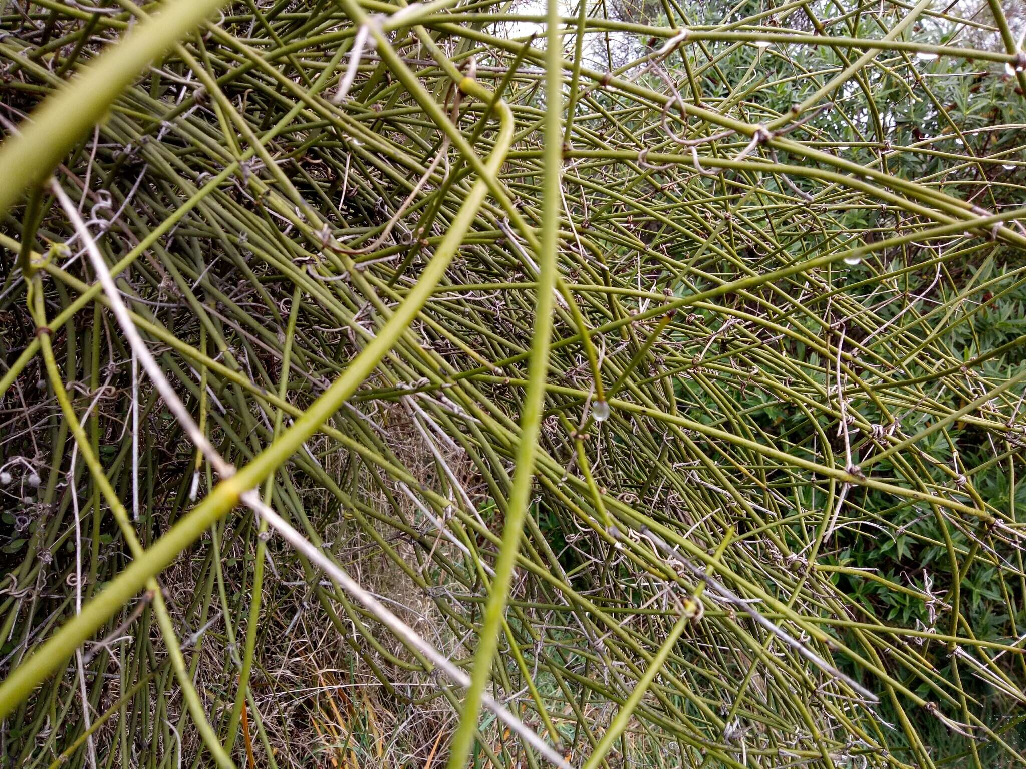 Imagem de Clematis afoliata J. Buch.