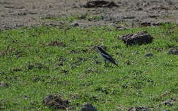 Image of White-shouldered Triller