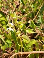 صورة Baphia capparidifolia Baker