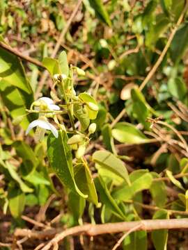 Plancia ëd Baphia capparidifolia Baker