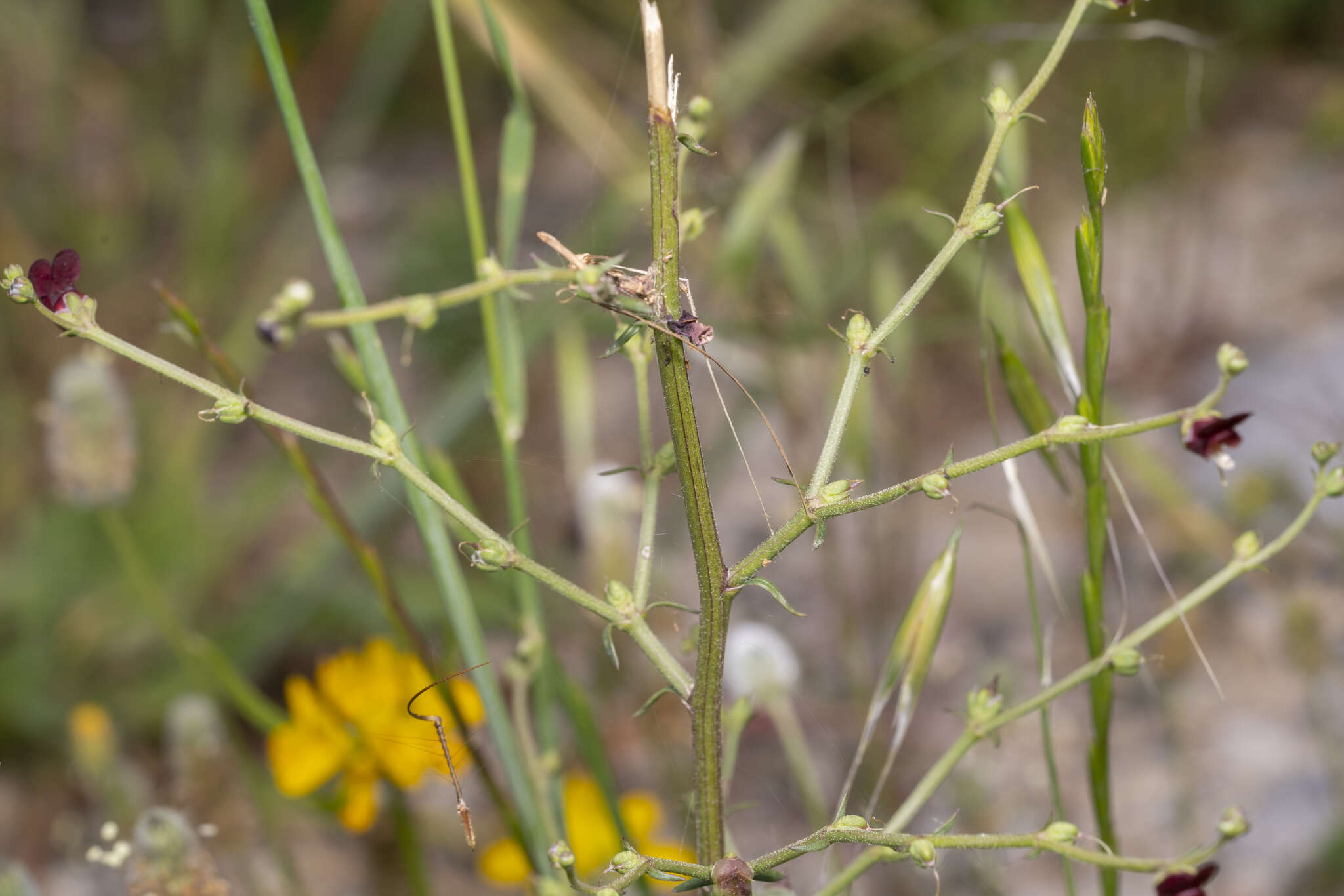 Imagem de Scrophularia lucida L.