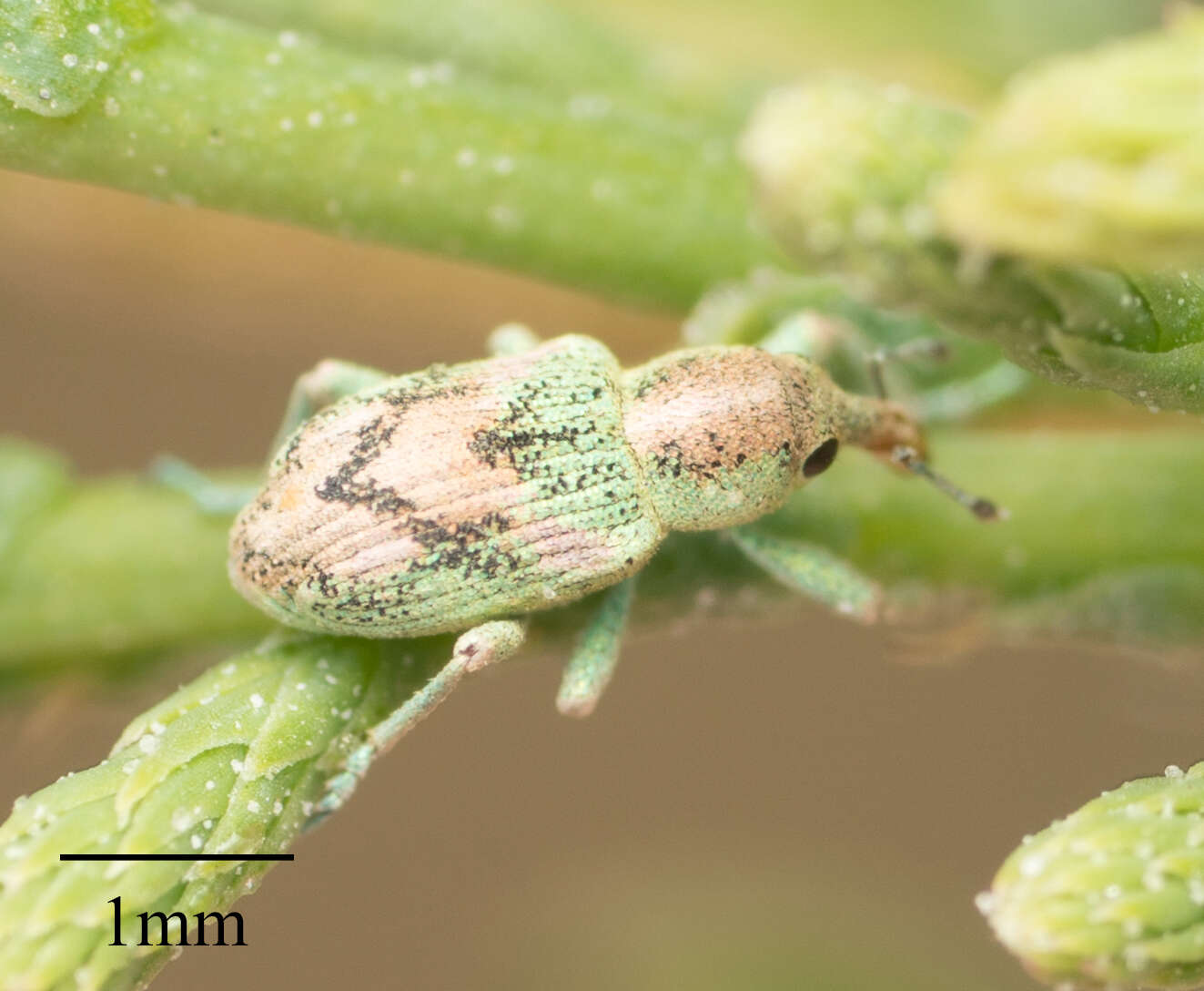 Image of Splendid tamarisk weevil