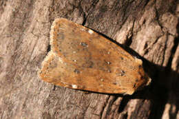 Image of dotted chestnut