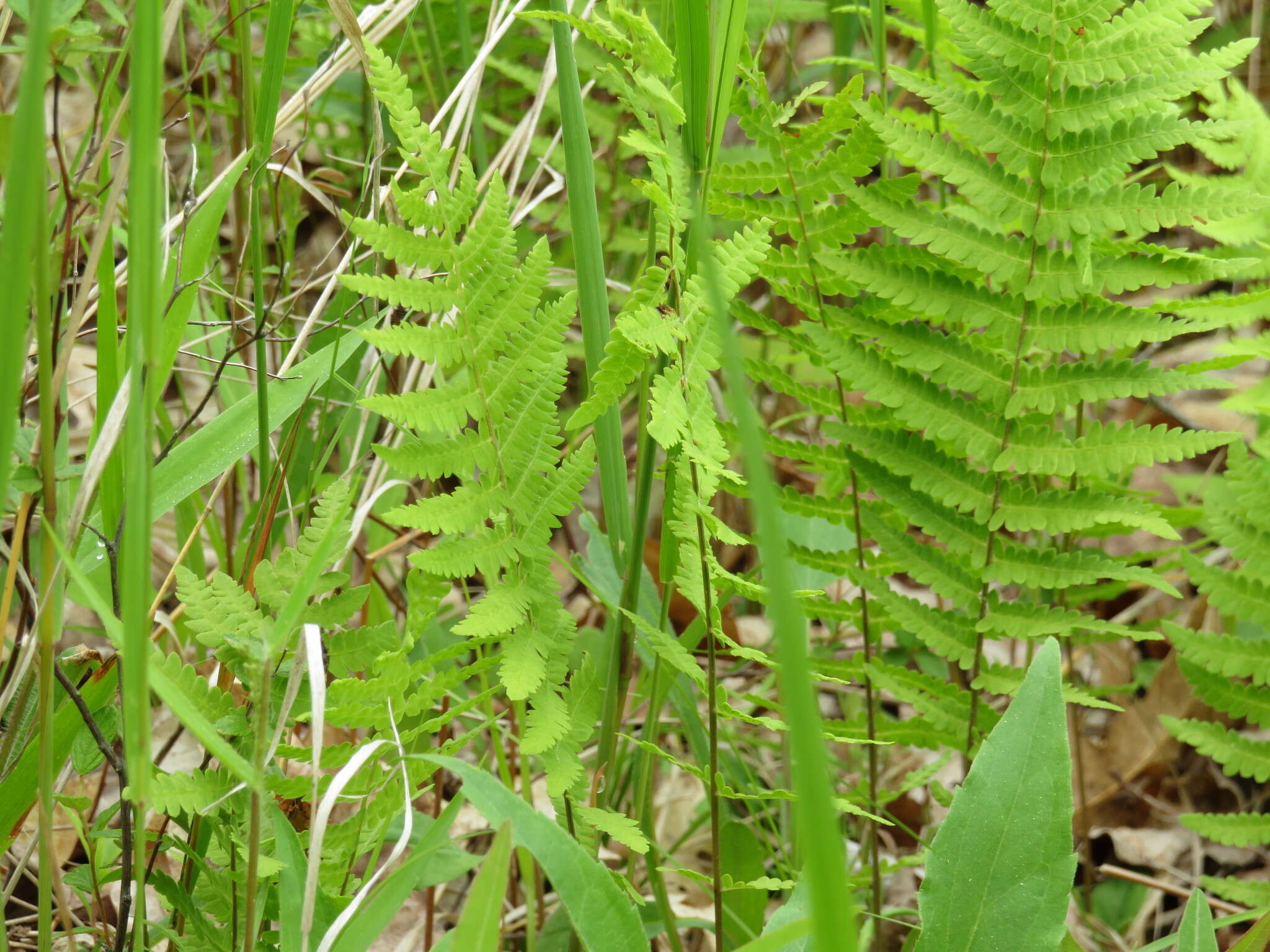 Sivun Thelypteris palustris subsp. pubescens (Lawson) Fraser-Jenkins kuva