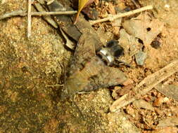 Image of Macroglossum gyrans Walker 1856