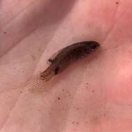 Image of Everglades Pygmy Sunfish