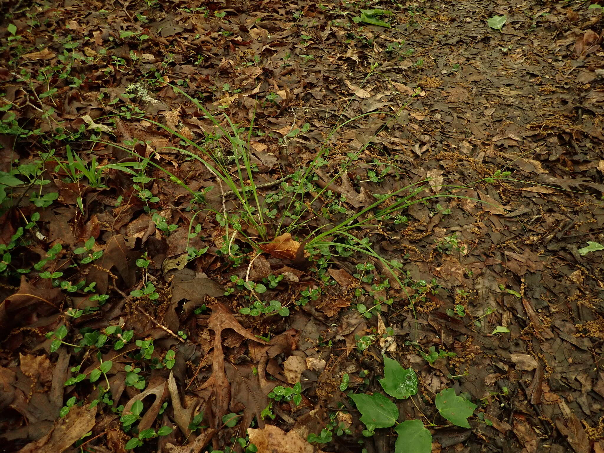 Carex caroliniana Schwein. resmi