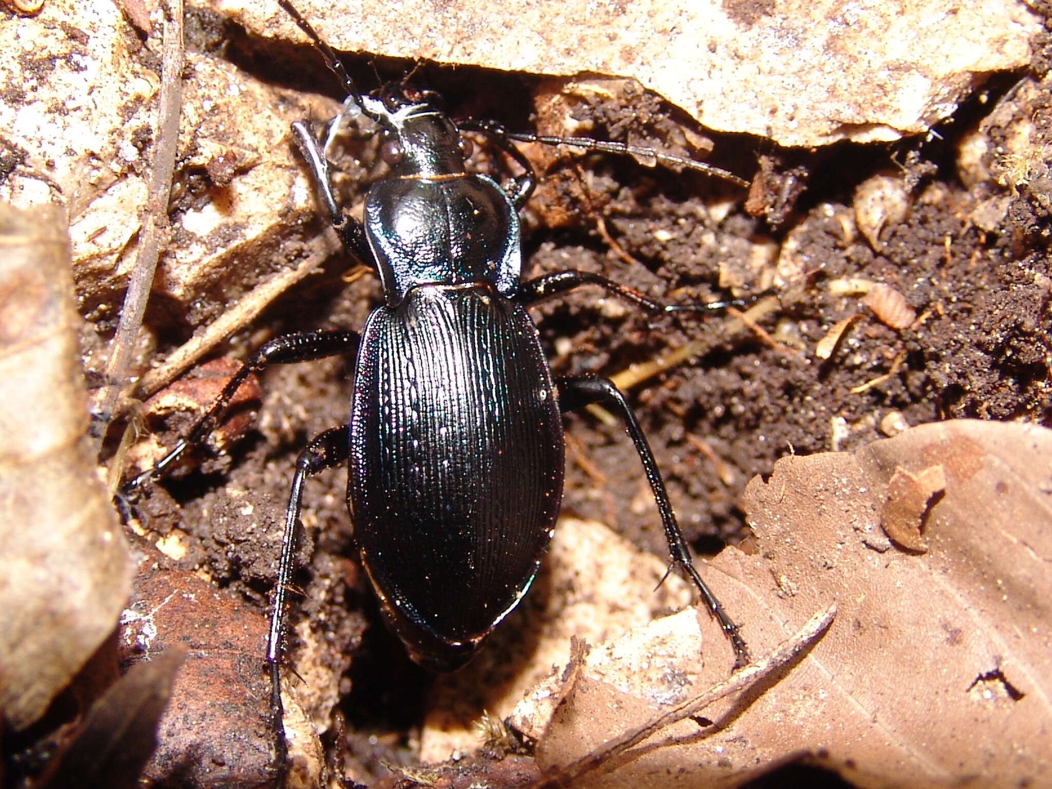 Image of Carabus (Eucarabus) catenulatus Scopoli 1763