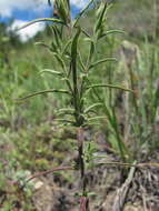 Plancia ëd Macrosyringion glutinosum (M. Bieb.) Rothm.