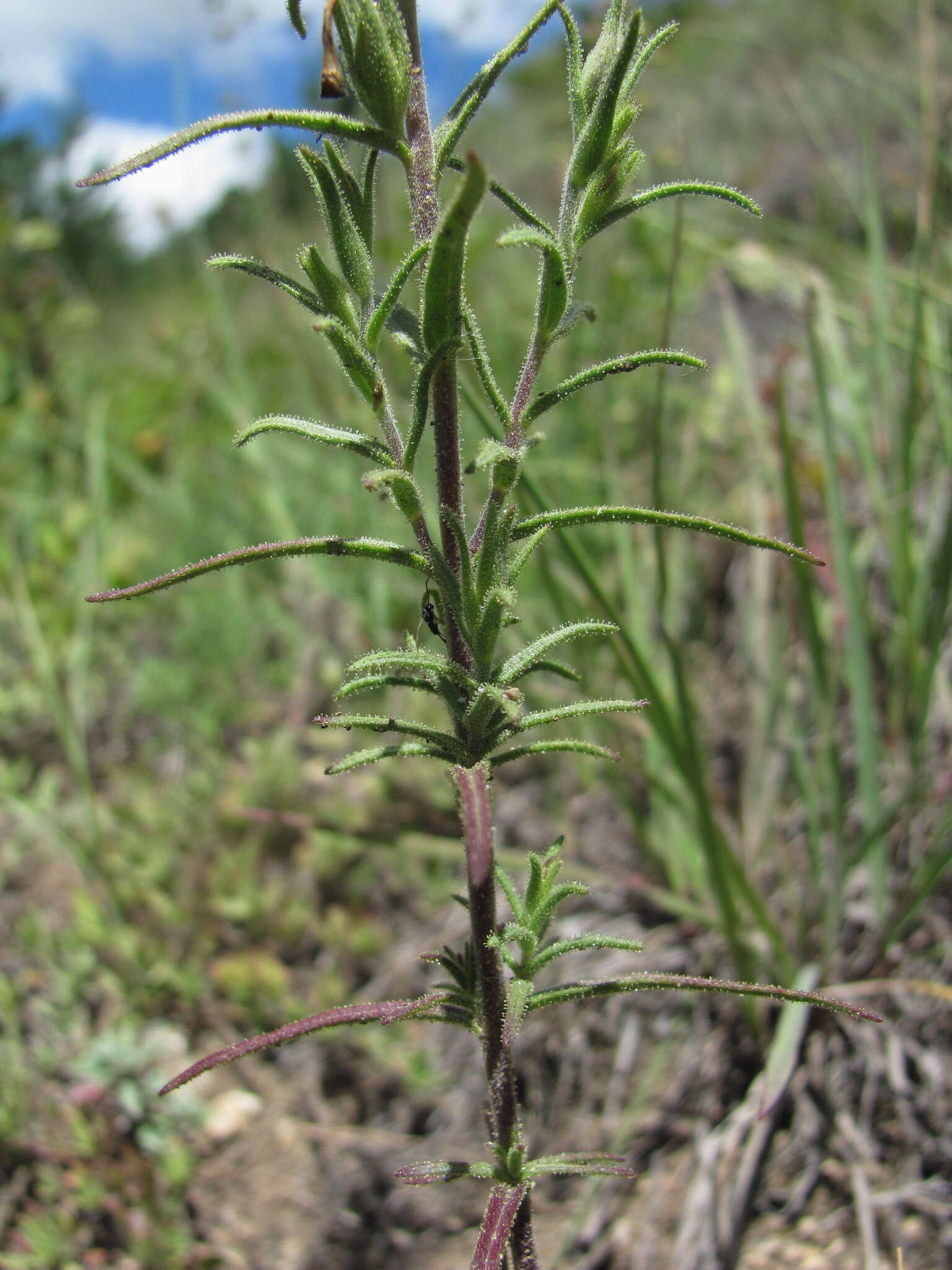 Plancia ëd Macrosyringion glutinosum (M. Bieb.) Rothm.