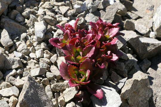 Imagem de Epilobium forbesii Allan