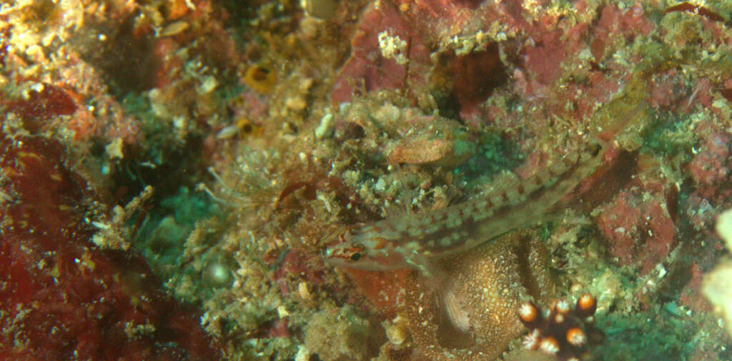 Image of Long-snout dwarfgoby