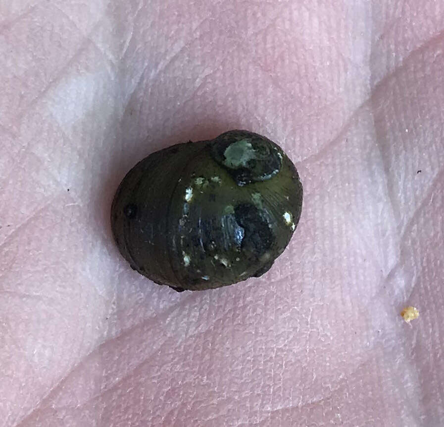 Image of Round Rocksnail