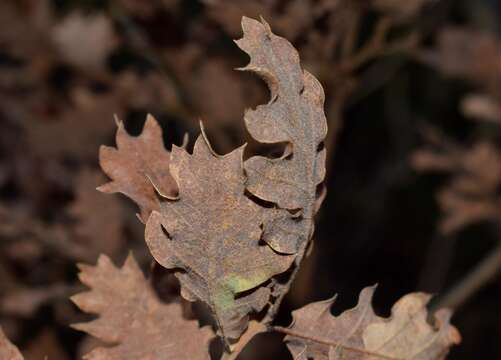 Image of aleppo oak