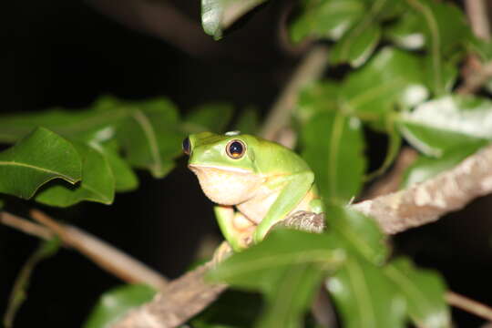 Phyllomedusa tetraploidea Pombal & Haddad 1992的圖片