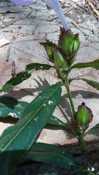 Image of Barleria paucidentata Benoist