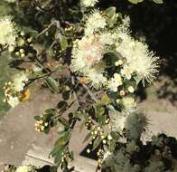 Image of Amomyrtus luma (Molina) D. Legrand & Kausel