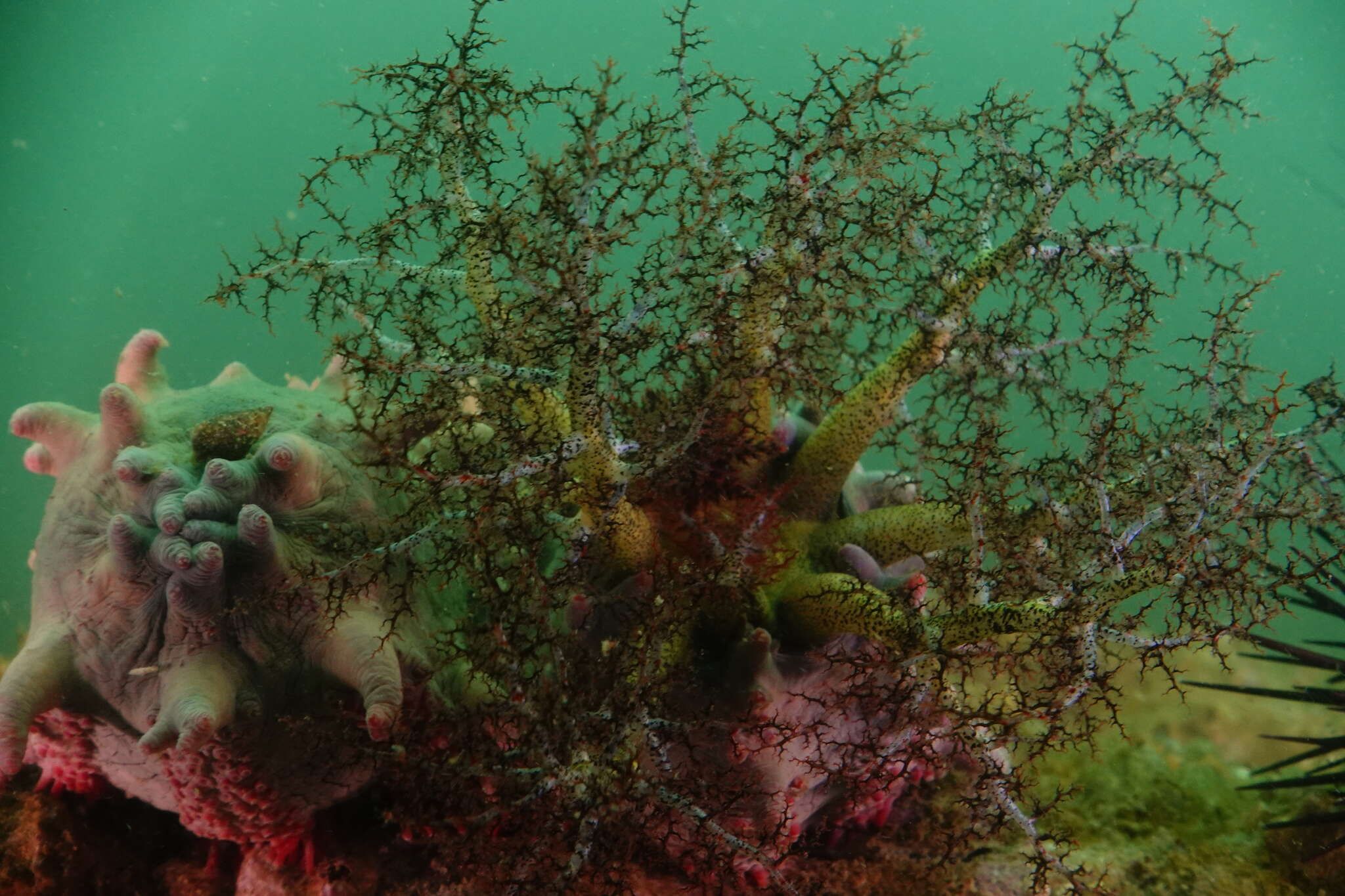 Image of Thorny sea cucumber