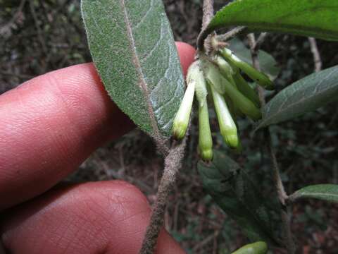 Image of Cestrum tomentosum L. fil.